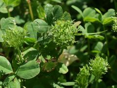 clover phyllody: leaves are produced instead of flowers after an infection with a phytoplasm